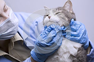 Veterinary science topic: vet examines a cat.