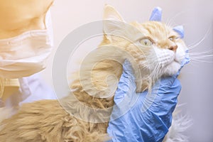 Veterinary science topic: vet examines a cat.