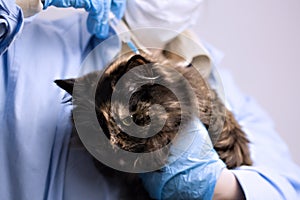 Veterinary science topic: a vet examines a cat