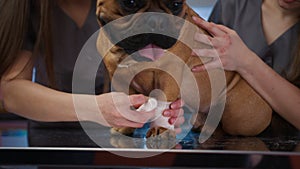 Veterinary specialists making bandage for dog paw on examination table