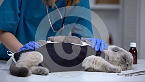 Veterinary surgeon checking bandage on cat stressed after spaying, castration photo