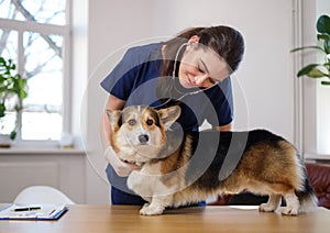 Veterinary surgeon and corgi dog at vet clinic