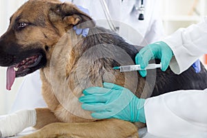 Veterinario chirurgo è un Dare vaccino sul il cane Tedesco 
