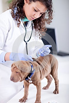 Veterinary surgeon is giving the vaccine to the dog Shar-Pei