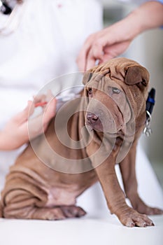 Veterinary surgeon is giving the vaccine to the dog Shar-Pei