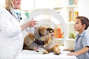 Veterinary surgeon is giving the vaccine to the German Shepherd