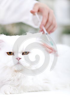 Veterinary surgeon is giving the vaccine to the white Persian ca