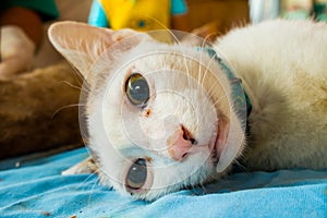 Veterinary surgeon neutering a cat