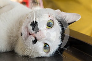 Veterinary surgeon neutering a cat