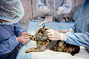 Veterinary surgeon is preparing cat for neutering surgery.