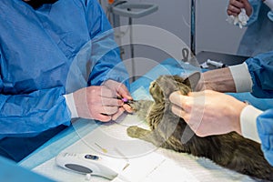 Veterinary surgeon is preparing cat for neutering surgery.