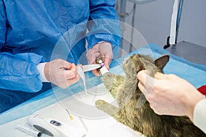 Veterinary surgeon is preparing cat for neutering surgery.