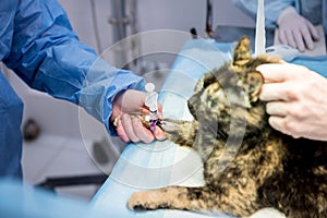 Veterinary surgeon is preparing cat for neutering surgery.