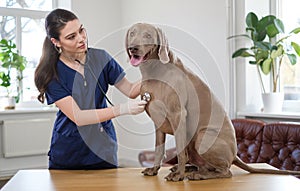 Veterinary surgeon and weimaraner dog at vet clinic photo