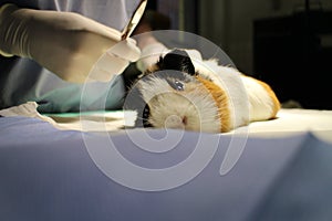 Veterinary surgery of dermoid cyst by guinea pig photo