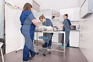 Veterinary team examining a dog photo