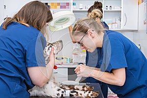 Veterinary team places sterile bandage in dog paw