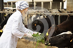 Veterinary technician working with cows in livestock farm