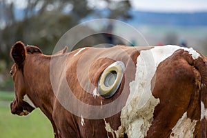 Veterinary treatment of cattle. Outdoor back view of brown and white cow with a rumen fistula hole on the side due to indigestion