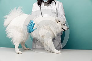 Veterinary in uniform checks the white dog on the table in vet clinic on blue background