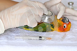 Veterinary woman hand holding stethoscope to checking sick parrot, Sun conure parakeet Aratinga solstitialis