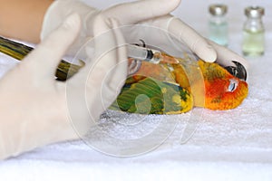 Veterinary woman making vaccination to parrot, antibiotics and avian flu concept, Sun conure parakeet Aratinga solstitialis