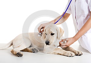 Veterinay taking care of a dog