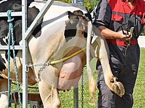 Veternarian heals the hood of a cow