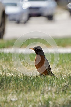 Vetical shot of an American robin bird perched on a grassy field