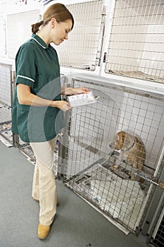 Vetinary Nurse Checking Sick Animal In Pen