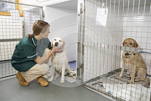 Vetinary Nurse Checking Sick Animals In Pens