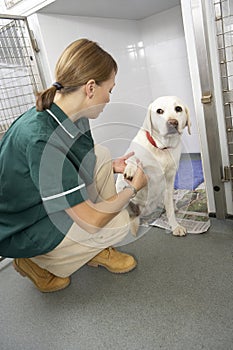 Vetinary Nurse Checking Sick Animals In Pens