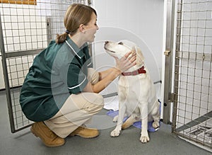 Vetinary Nurse Checking Sick Animals In Pens