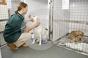 Vetinary Nurse Checking Sick Animals In Pens