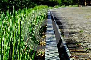 Vetiver, Chrysopogon zizanioides, and bricks photo