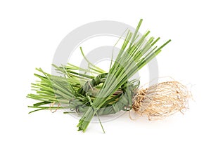 Vetiver grass or chrysopogon zizanioides isolated on white background photo