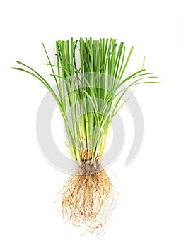 Vetiver grass or chrysopogon zizanioides isolated on white background.top view,flat lay photo