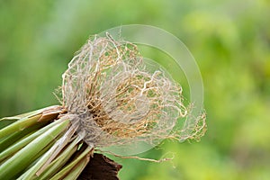Vetiver grass or chrysopogon zizanioides on nature background photo