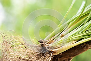 Vetiver grass or chrysopogon zizanioides on nature background photo