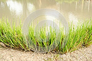 Vetiver grass or chrysopogon zizanioides, trees on nature background photo