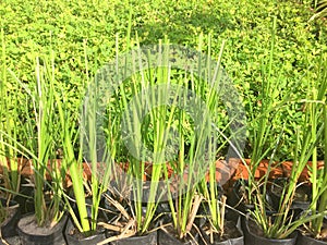 Vetiver grass or Chrysopogon zizanioides photo