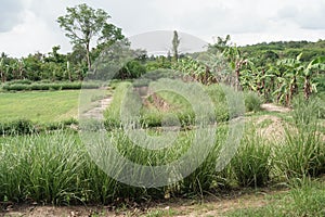 Vetiver grass is grown in the orchard