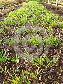Vetiver grass seedlings or Vetiveria zizanioides photo