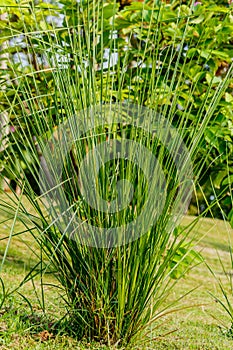 Vetiver Grass or Vetiveria zizanioides. photo