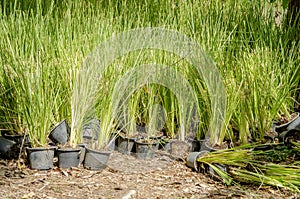 Vetiver Grass. (Vetiveria zizanioides). photo