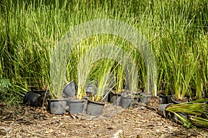 Vetiver Grass (Vetiveria zizanioides). photo