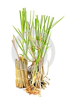 Vetiver grass or vetiveria zizanioides trees isolated on white background photo