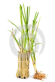 Vetiver grass or vetiveria zizanioides trees isolated on white background photo