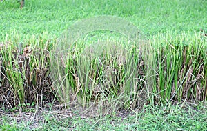 The Vetiver Grass or Vetiveria zizanioides use for photo