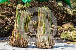 Vetiver Place to prepare for planting. photo